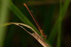 Ceriagrion glabrum