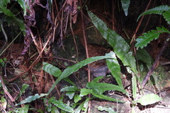Leptochilus wrightii