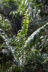 Nephrolepis pseudobiserrata