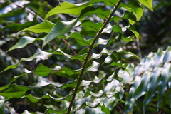 Nephrolepis pseudobiserrata