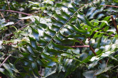 Nephrolepis pseudobiserrata