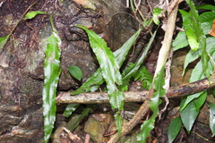 Leptochilus wrightii