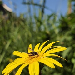 Anthidium