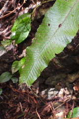Leptochilus wrightii