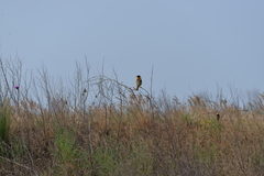 Emberiza melanocephala