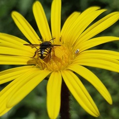 Anthidium
