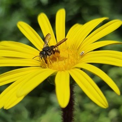 Anthidium
