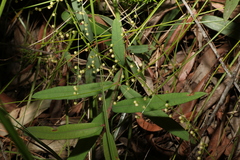 Lomandra laxa
