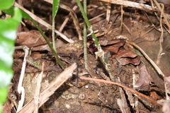 Leptochilus henryi