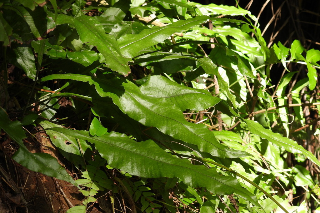 Leptochilus henryi (Leptochilus henryi)