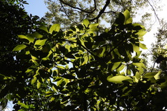 Dendrocnide meyeniana