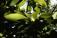 Dendrocnide meyeniana