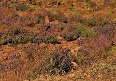 Pogostemon deccanensis