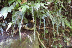 Bolbitis heteroclita