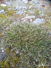 Rytidosperma australe