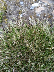 Rytidosperma australe