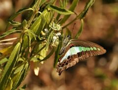 Graphium teredon