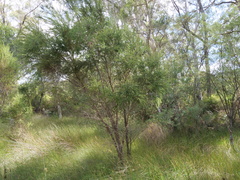 Taxandria juniperina