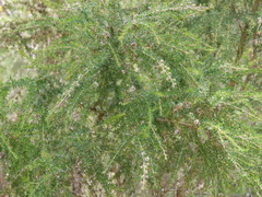 Taxandria juniperina