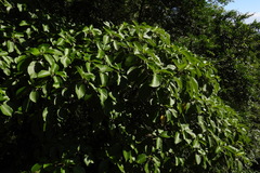 Dendrocnide meyeniana