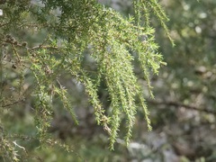 Taxandria juniperina