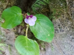 Gesneriaceae