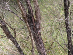 Taxandria juniperina