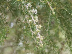 Taxandria juniperina