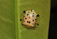 Aspidimorpha miliaris