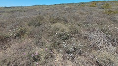 Drosanthemum calycinum