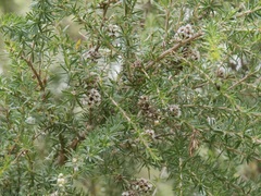 Taxandria juniperina