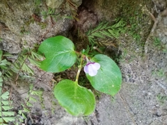 Gesneriaceae