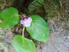 Gesneriaceae