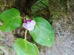 Gesneriaceae