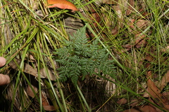 Cheilanthes tenuifolia