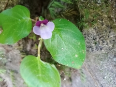 Gesneriaceae