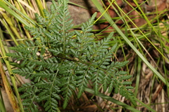 Cheilanthes tenuifolia