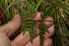 Cheilanthes tenuifolia