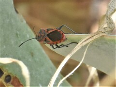 Spilostethus furcula