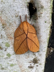 Adeloneivaia centrojason