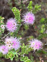 Kunzea capitata