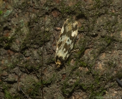 Barea eucapnodes