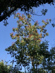 Erythrina subumbrans