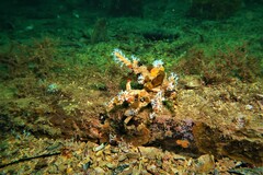 Schizophrys rufescens