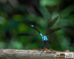 Diphlebia euphoeoides