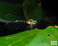 Austrogomphus prasinus