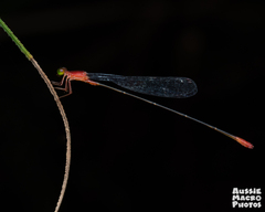 Teinobasis rufithorax