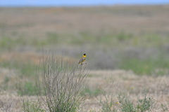 Emberiza melanocephala