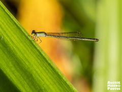 Agriocnemis