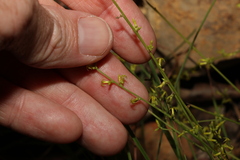 Stackhousia viminea